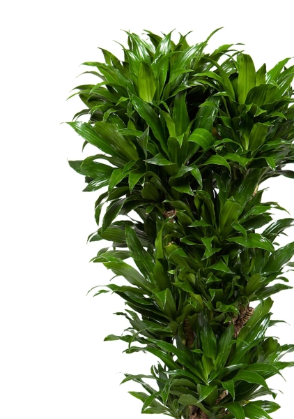 Драцена Компакта бранч 31/130 см