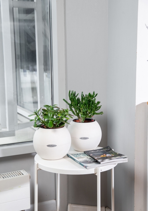 "Набор для рабочего стола" Крассула в PURO 20