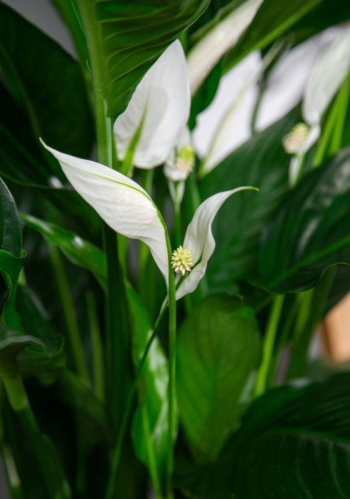 Спатифиллум в CUBICO 30