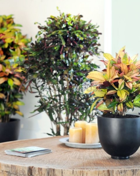 Кротон Мистер Айкетон 31/120 см