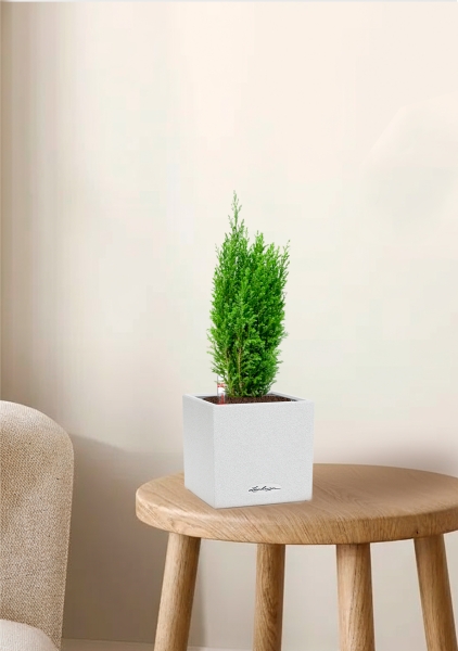 Кипарисовик микс 9 см в CANTO STONE 14