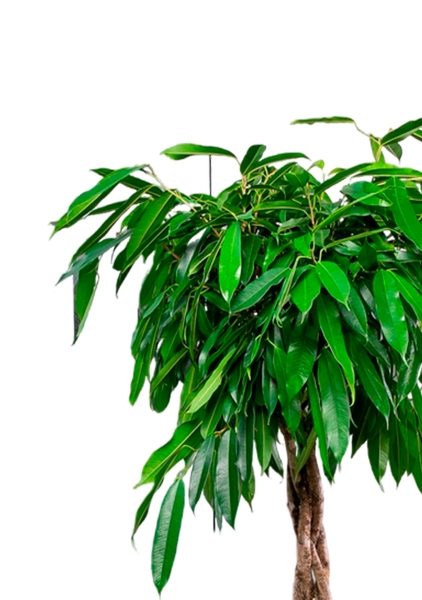 Фикус Амстел Кинг переплетенный 30/140 см в CLASSICO COLOR 28 Фикус Амстел Кинг переплетенный 30/140 см в CLASSICO COLOR 28