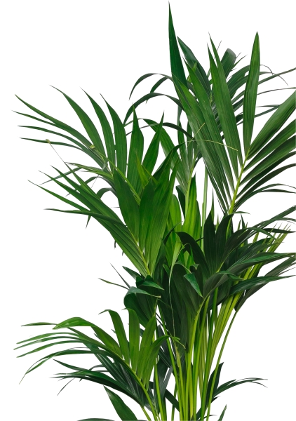 Ховея Кентия 27/120 см в CLASSICO LS 43