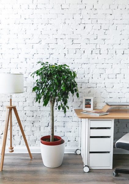 Фикус Бенджамина Экзотика на стволе 30/130 см