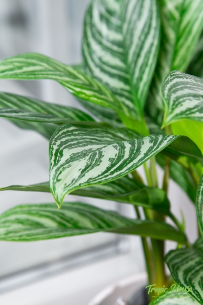 Аглаонема Страйп в CLASSICO 21