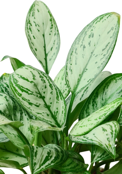 Аглаонема Кристина в CUBE COLOR 16