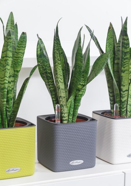 Сансевиерия Зейланика 12/40 см