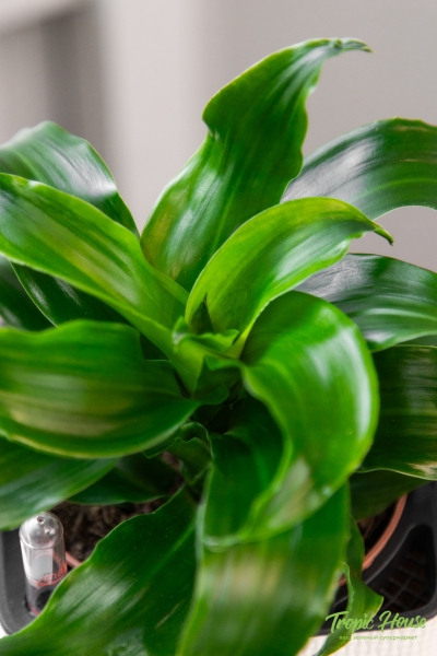 Драцена Твист 12/20 Драцена Твист 12/20