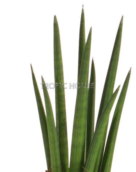 Сансевиерия Цилиндрика Спагетти в CANTO STONE 14