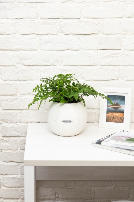 Папоротник Парвати в PURO 20