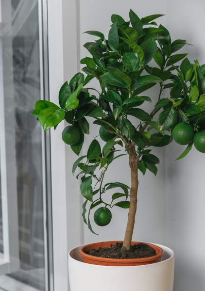 Цитрофортунелла Лайм 22/80 см