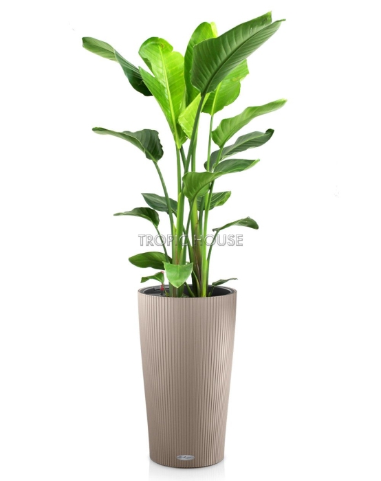 Стрелиция Николай CILINDRO 32/140 см Песочно-коричневый