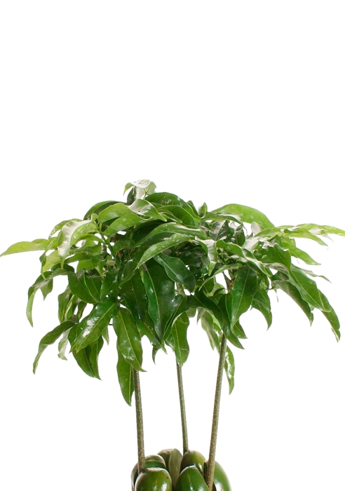 Кастаноспермум в CANTO STONE 14