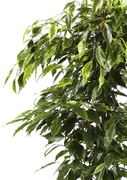 Фикус Бенджамина Анастасия в CLASSICO COLOR 35 Фикус Бенджамина Анастасия в CLASSICO COLOR 35