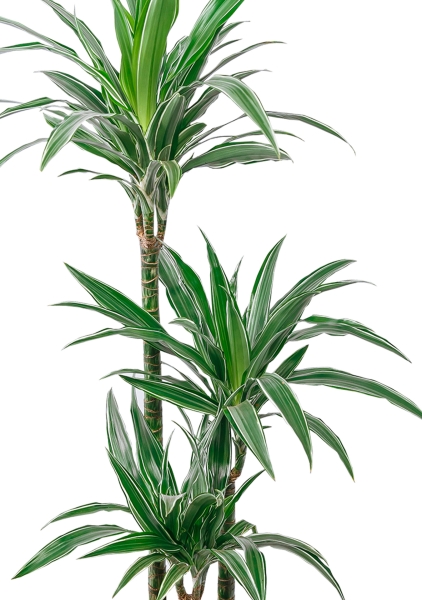 Драцена Варнески 3 ствола 21/110 в CILINDRO 32