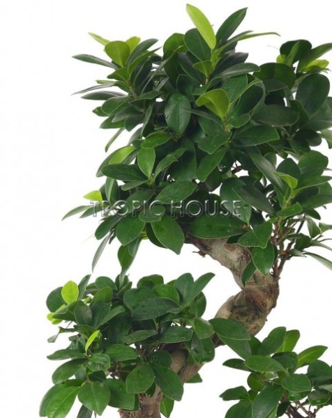 Фикус бонсай в CUBICO 30 Фикус бонсай в CUBICO 30