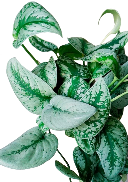 Сциндапсус Требе подвесной 15/40 см