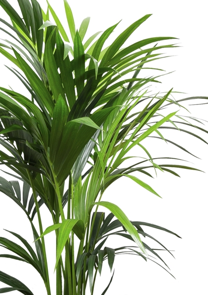 Ховея Кентия 27/160 см