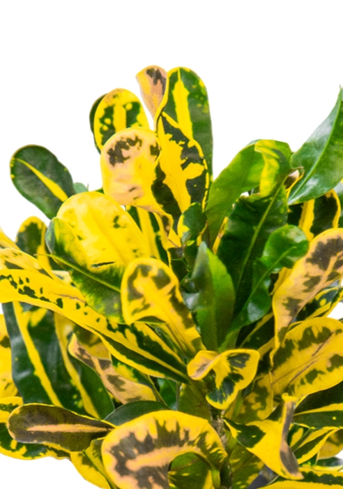 Кротон Еллоу в PURO 20