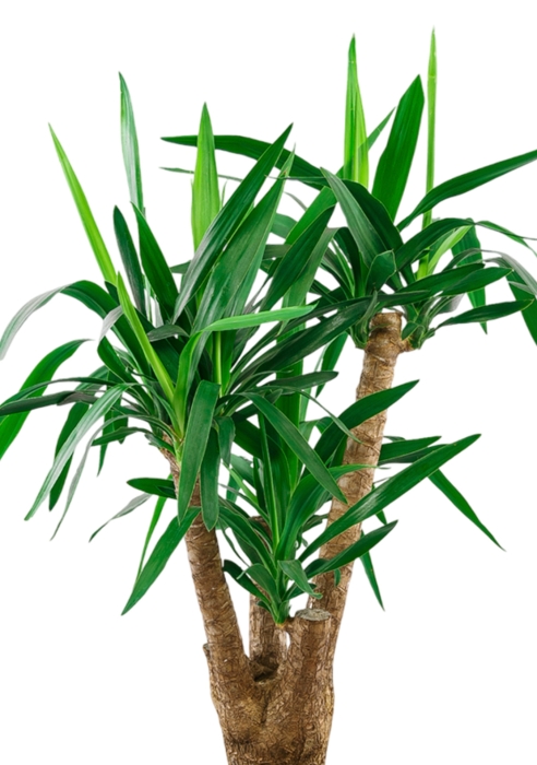 Юкка в RONDO 32