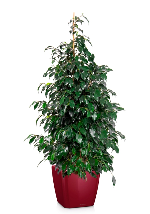 Фикус Бенджамина Даниэль 30/165 см в QUADRO LS 43
