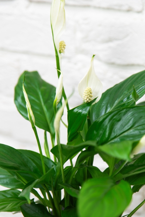 Спатифиллум 12/35 см