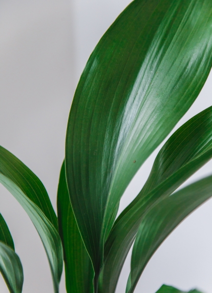 Аспидистра Элатиор 15/55 см