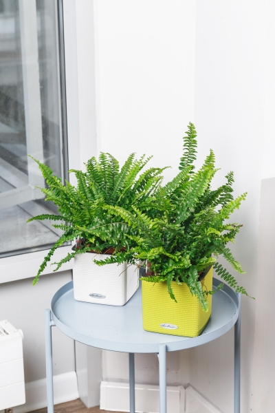 Папоротник Нефролепис Грин Леди 12/30 см