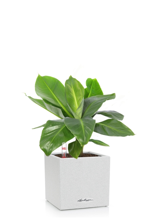  Банан CANTO STONE 14/40 см Песочный белый