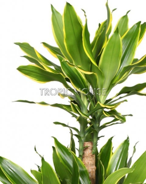 Драцена Голд Кост в CUBICO 30