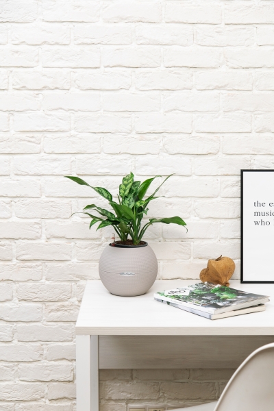 Аглаонема Мария в PURO 20