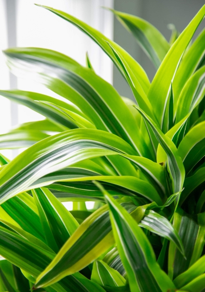 Драцена Лемон Лайм бранч 24/90 см в RONDO 32