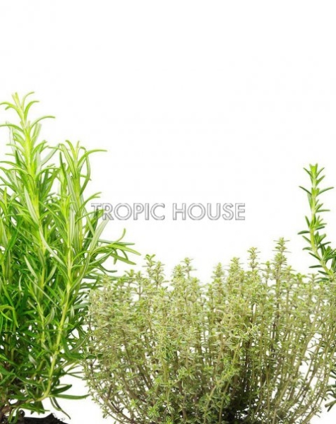 "Набор для кухни" Пряные травы в PURO 20