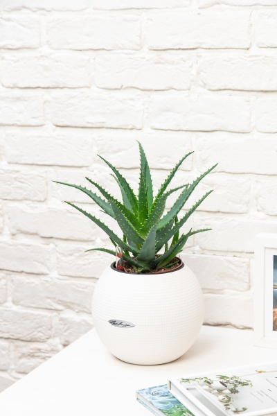 Алоэ 12/30 см в PURO 20