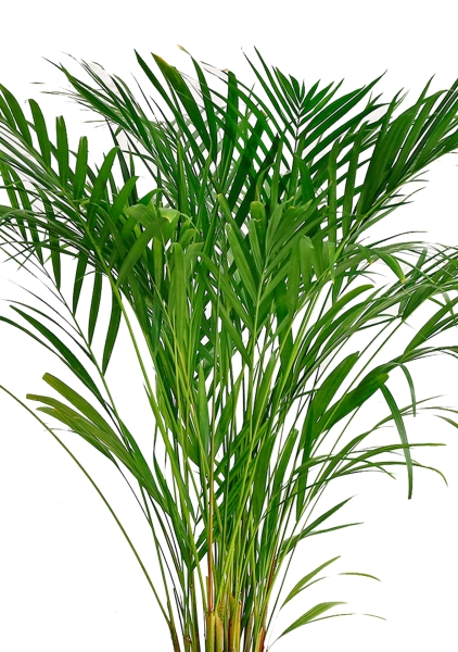 Хризалидокарпус Арека 19/120 в QUADRO LS 28