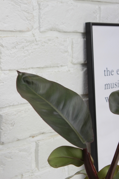 Филодендрон Блэк Кардинал 12/40 см в CLASSICO COLOR 18