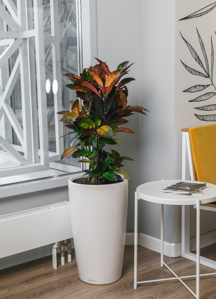 Кротон Мистер Айкетон 24/90 см Кротон Мистер Айкетон 24/90 см