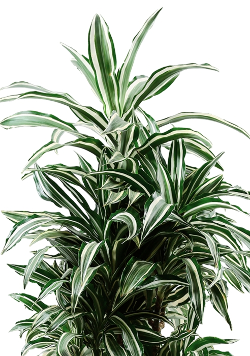 Драцена Варнески в RONDO 40