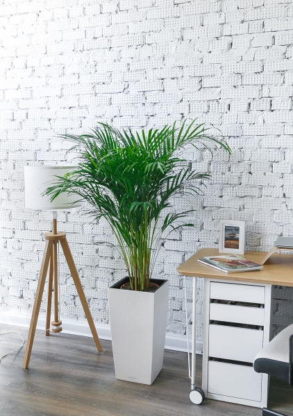 Хризалидокарпус 24/140 см Хризалидокарпус 24/140 см