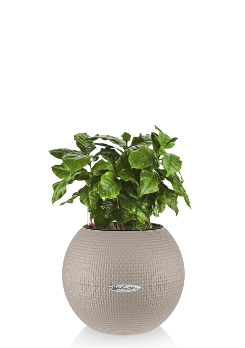 Кофе в PURO 20, песочно-коричневый