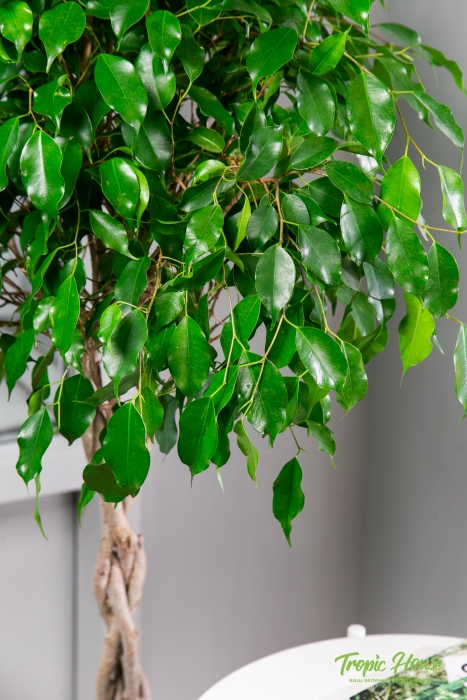 Фикус Экзотика переплетенный CLASSICO COLOR 28