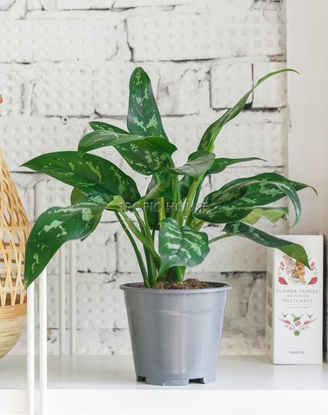 Аглаонема Мария 12/30 см в LAMELA MAGNOLIA fi 135