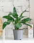Аглаонема Мария 12/30 см в LAMELA MAGNOLIA fi 135