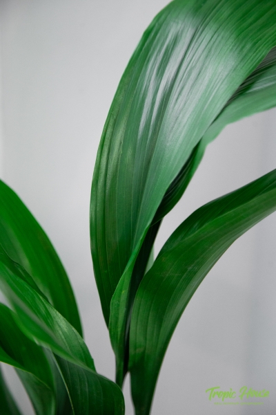 Аспидистра в CLASSICO Color 21 Аспидистра в CLASSICO Color 21