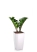 Замиокулькас Зензи 9/15 в MINI CUBI