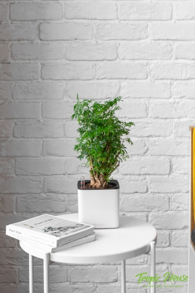 Полисциас в CUBE GLOSSY 14