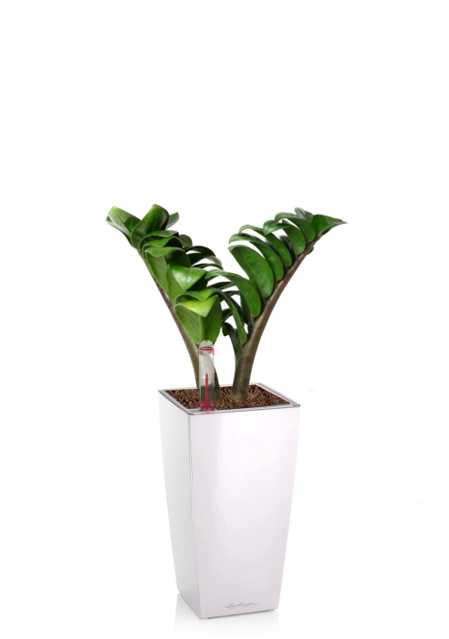 Замиокулькас Зензи 9/15 в MINI CUBI, белый блестящий