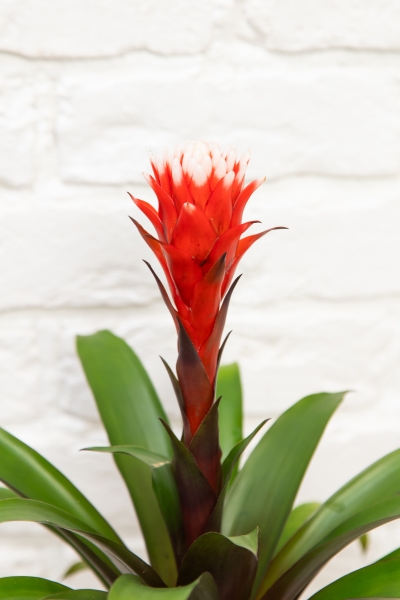 Гузмания Премиум красная 12/45 см