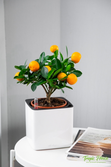 Цитрус Каламондин 12/30 см