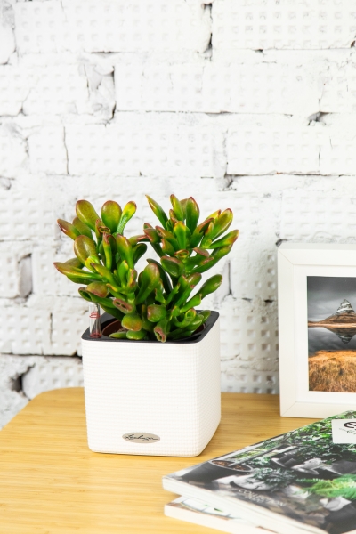 Крассула микс 12/20 см Крассула микс 12/20 см